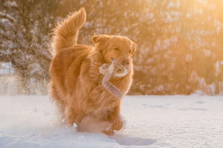 A Golden Retriever Might be the Right Addition to Your Family